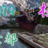 京都の桜を楽しむ（2019年4月6日）